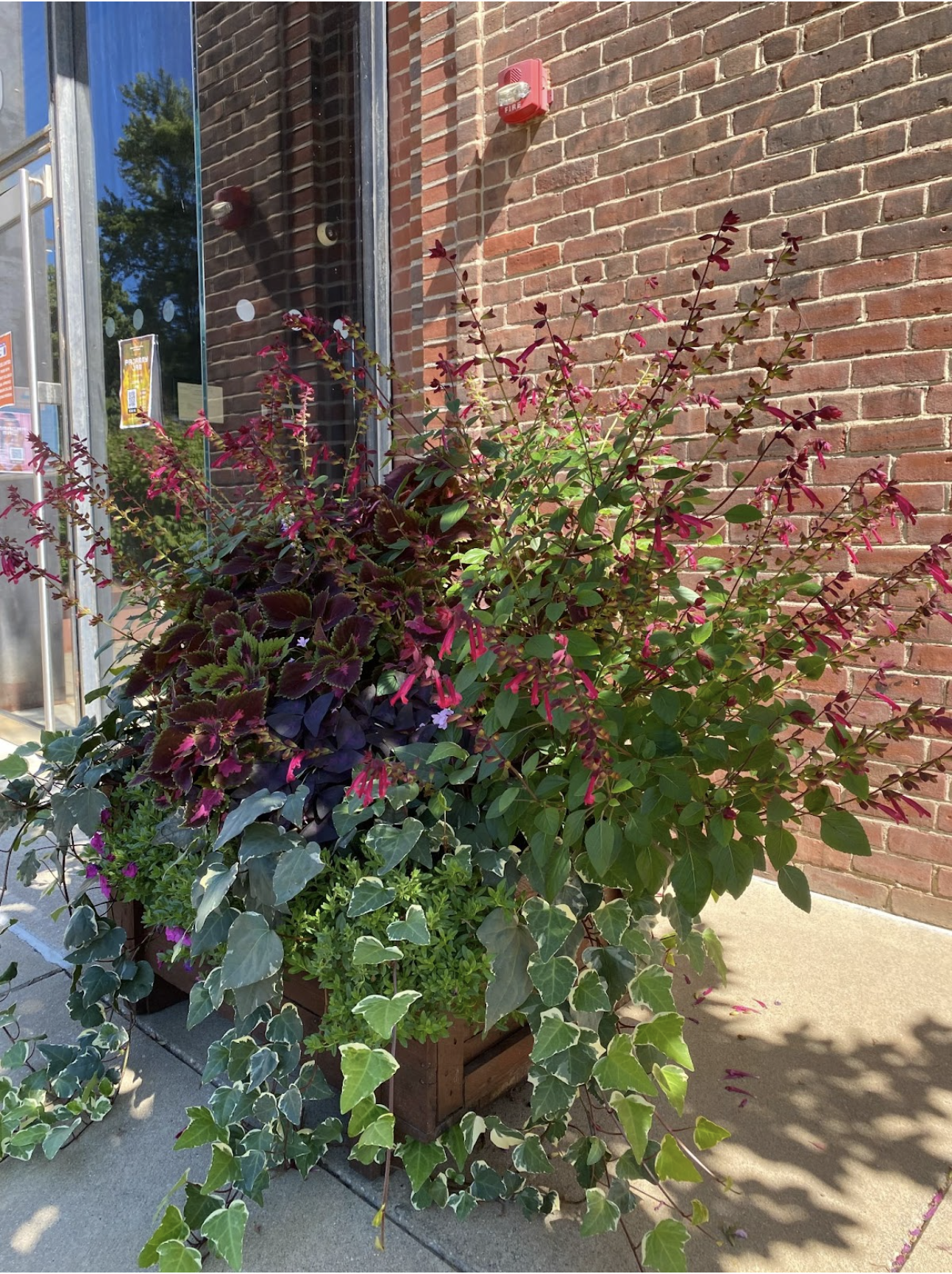 Plants in wooden crate planter.