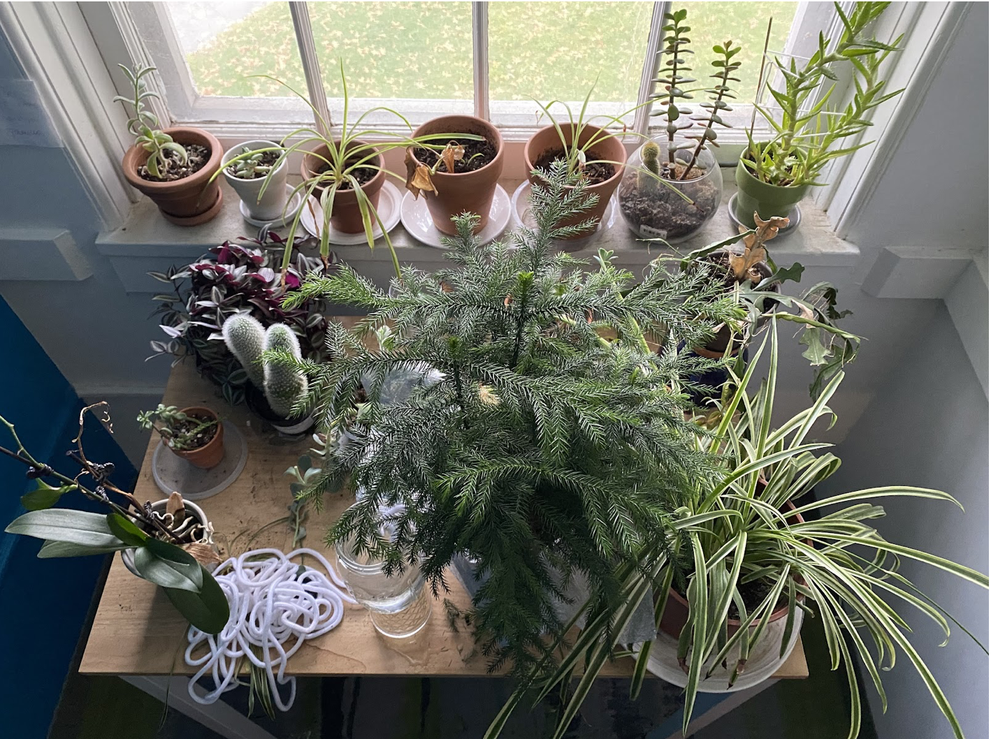 Photo of table and windowsill covered in potted plants.