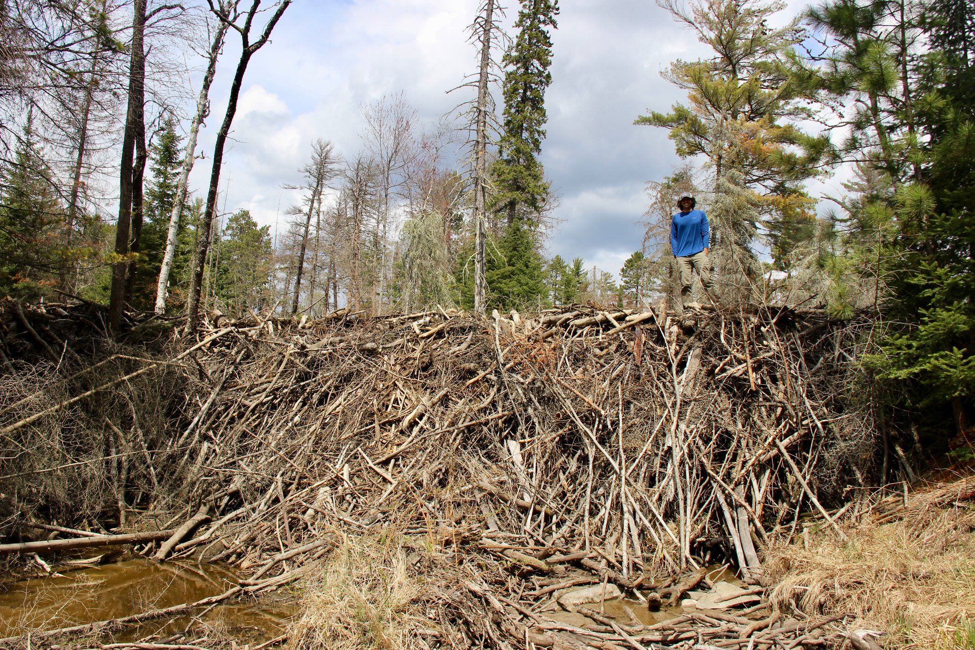 Goldfarb atop a beaver dam.