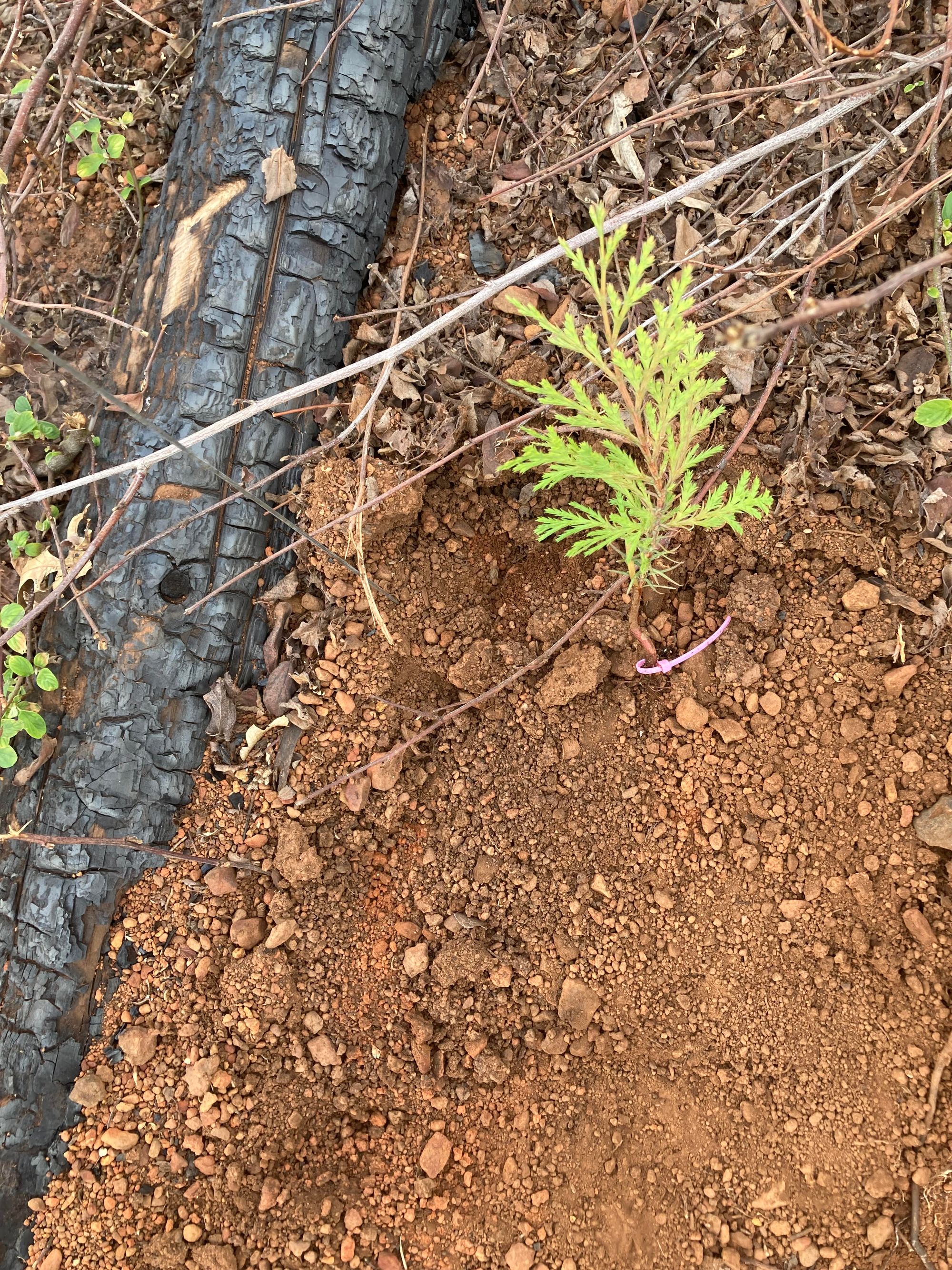 One of Wright’s saplings.