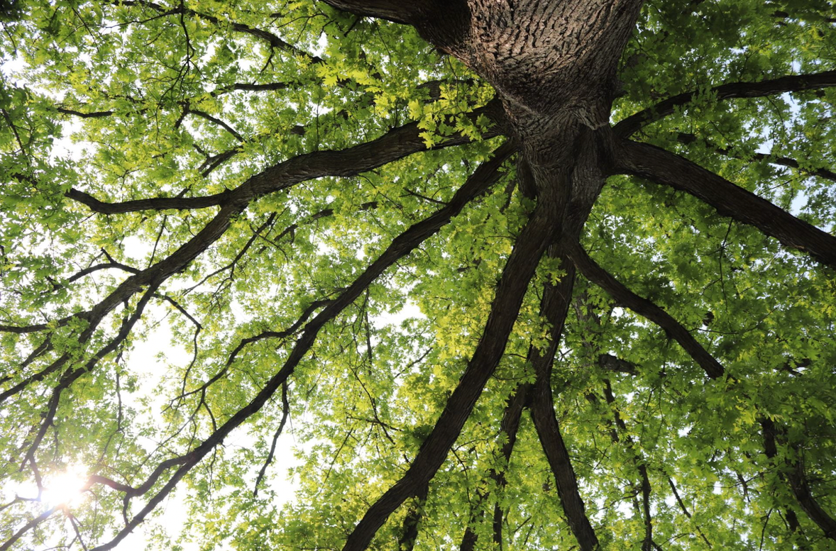 The Indicator x The Student: “Elegy for the Evergreen”