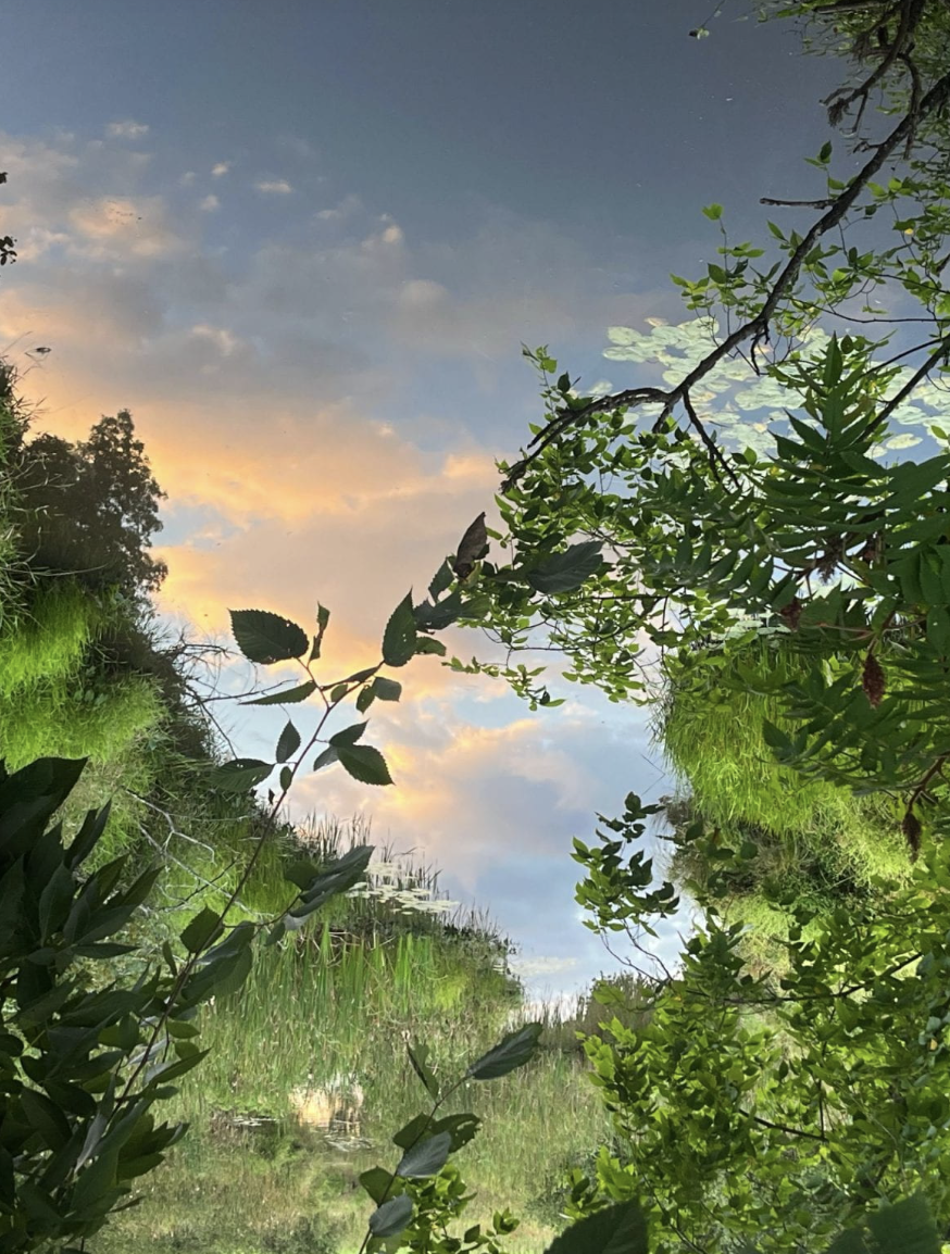 The Indicator x The Student: “The Calf on the Open Field”