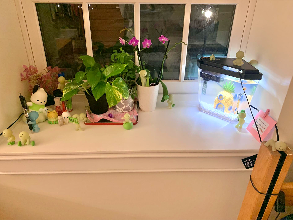 Secret Life of Amherst Pets: Guppies