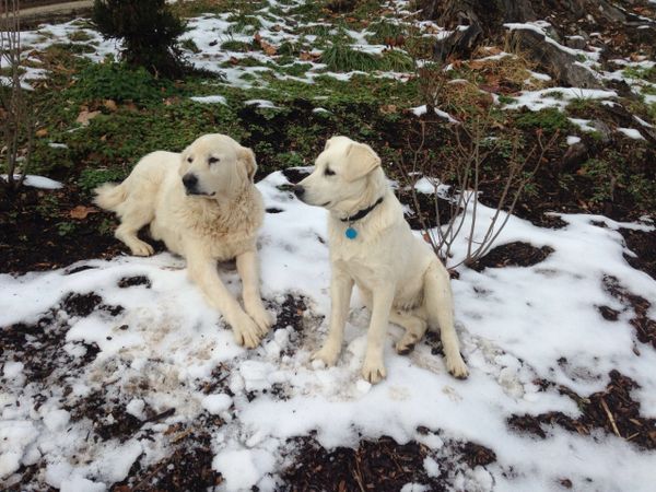 Broadwater’s Canine Duo More Than Cute Companions