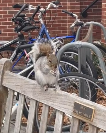 Amherst STEM Network x The Student: Squirrel Smarts
