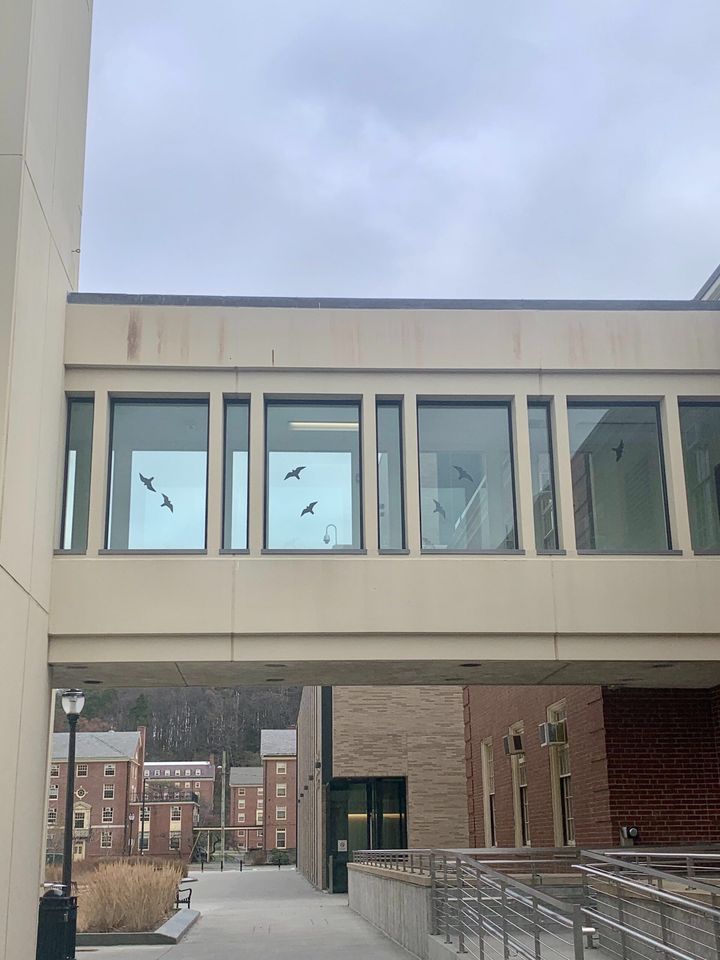 Bird Deaths Prompted by Collisions With Science Center Windows
