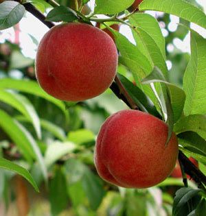 Trials, Rewards Accompany Peach Harvesting Season