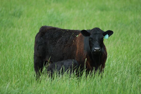 For the Love of Beef: An Inside Look at Raising Livestock