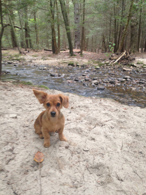 Amherst College Faculty Pet Spotlight: Meet Daisy