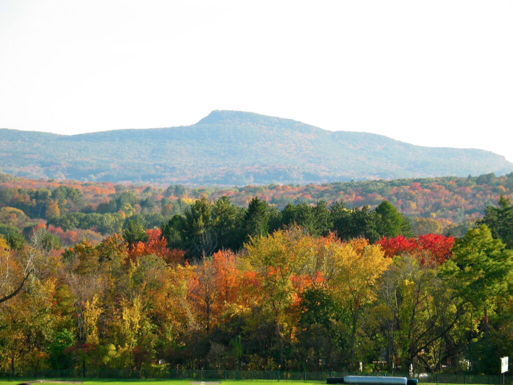 Feedback Live: Amherst Survival Center — Amherst Downtown